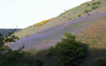 Sulby Glen - bluebells